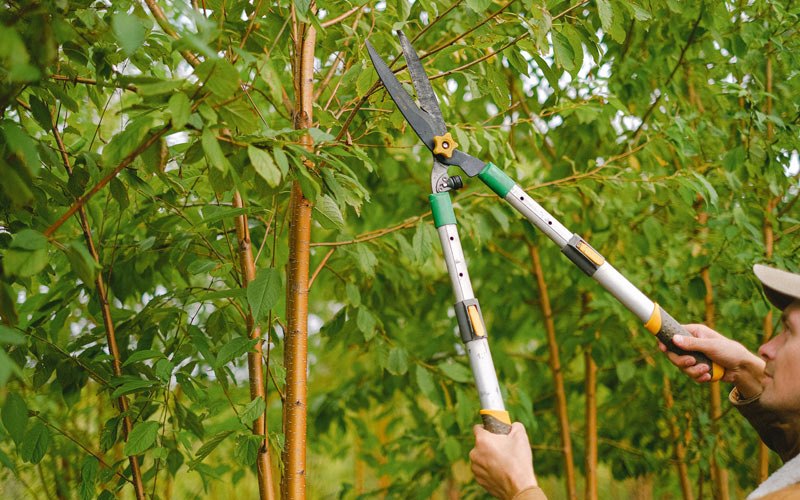 Tree trimming in Bowling Green, FL